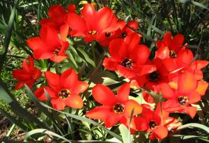 Red Flowers